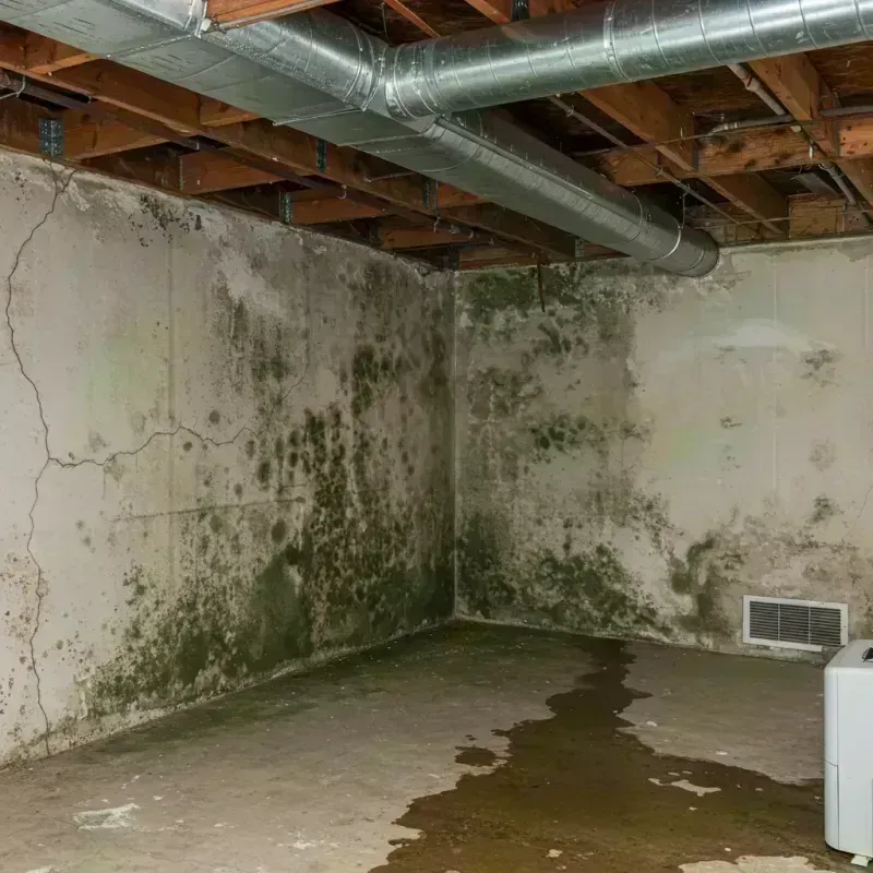 Professional Mold Removal in Tuscumbia, MO